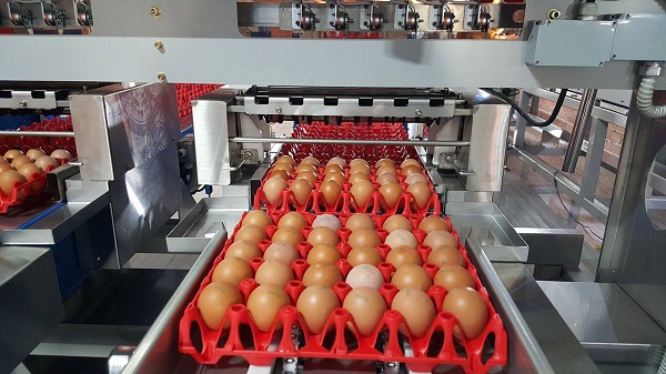 Băng truyền rửa trứng và đóng gói trứng tại nhà máy