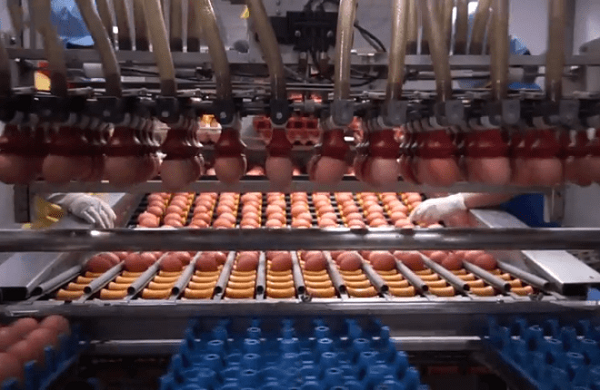 Khu vực sấy khô trứng tại nhà máy