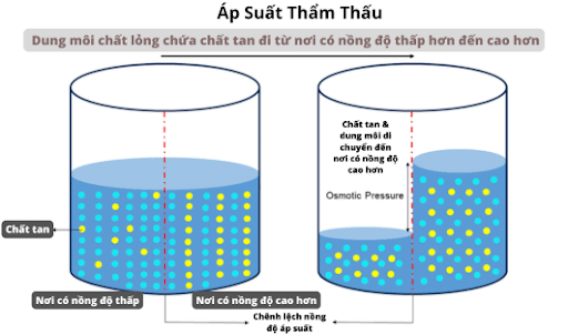 Sơ đồ mô tả áp suất thẩm thấu